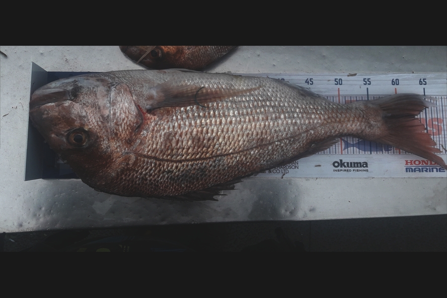 Ash Jones caught this 63cm Snapper at Coromandel  during The Export NZ Fishing Competition