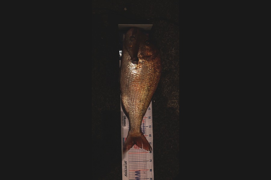 Injoom Park caught this 64.5cm Snapper at Omaha during The Export NZ Fishing Competition