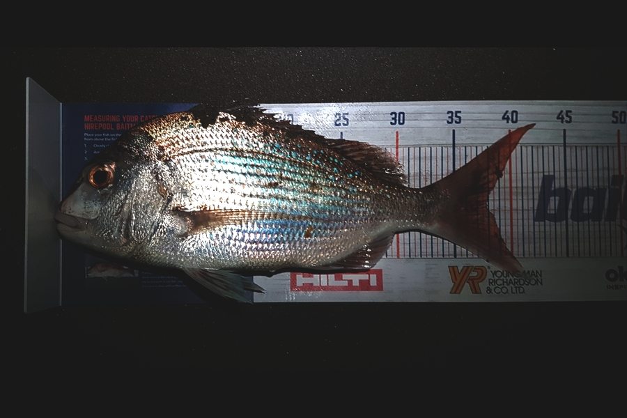 Antz Morgan caught this 38.0cm Snapper at Mt Maunganui during The Export NZ Fishing Competition