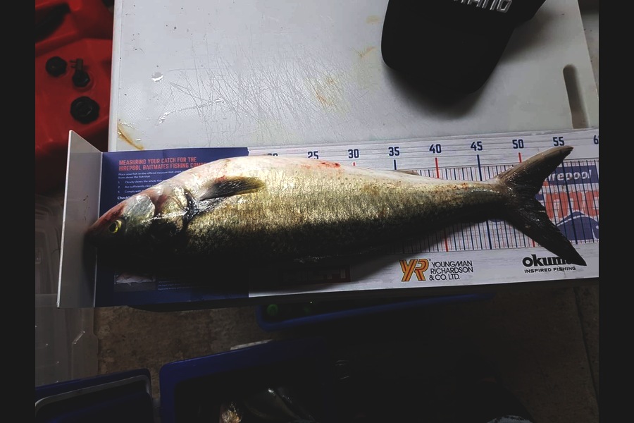 Samuel Georges caught this 50.5cm Kahawai at Wellington harbour  during The Export NZ Fishing Competition