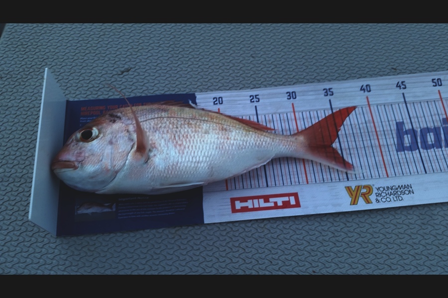 Kevin Ralph caught this 33.5cm Snapper at Waiheke  during The Export NZ Fishing Competition