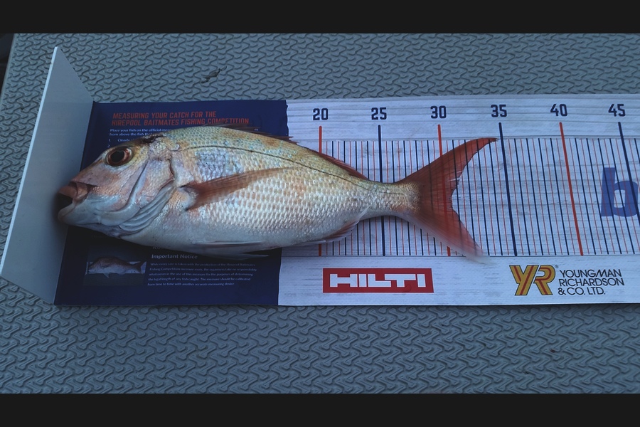 Luca Ralph caught this 30.5cm Snapper at Waiheke  during The Export NZ Fishing Competition