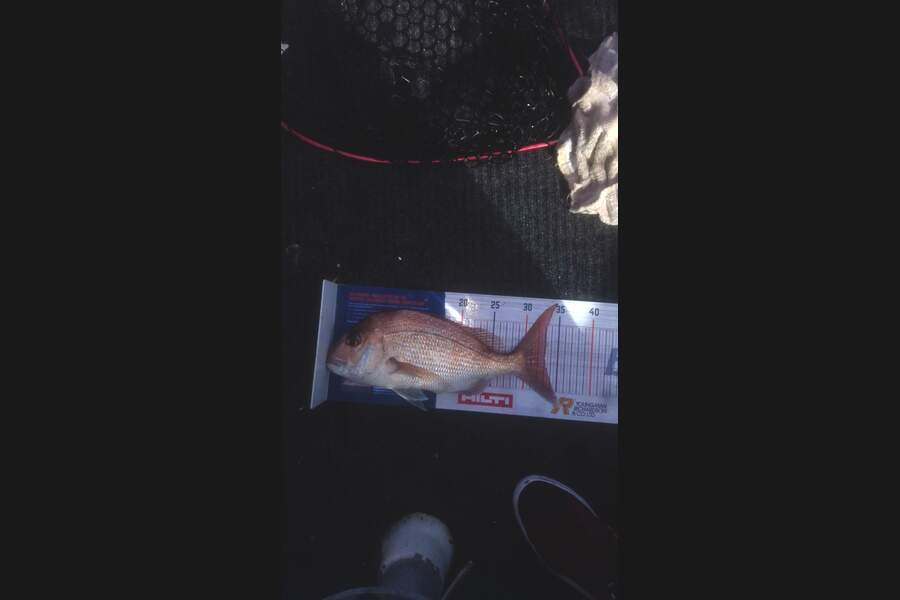 Sam Bray caught this 33.0cm Snapper at Tiritirimatangi  during The Export NZ Fishing Competition