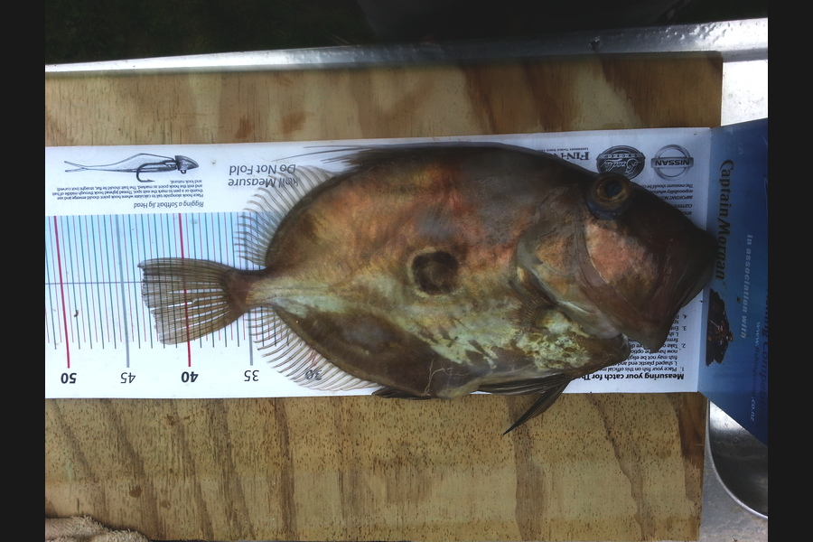 Spencer Roff caught this 43cm John Dory at Kaipara Grave Yard Mussel Bed during The Export NZ Fishing Competition