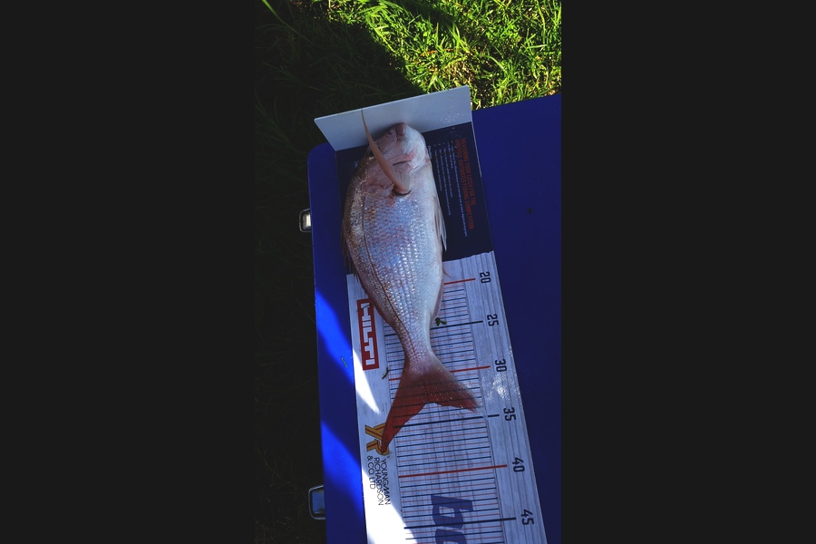 Luca Ralph caught this 33.0cm Snapper at Rakino during The Export NZ Fishing Competition