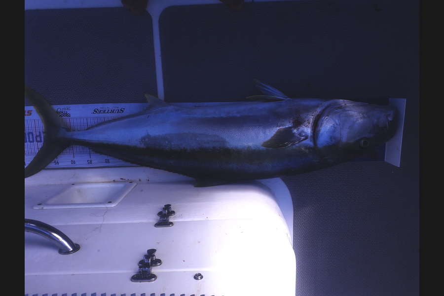 Shane Reynolds caught this 97.5cm Kingfish at Limericks, whangaruru during The Export NZ Fishing Competition