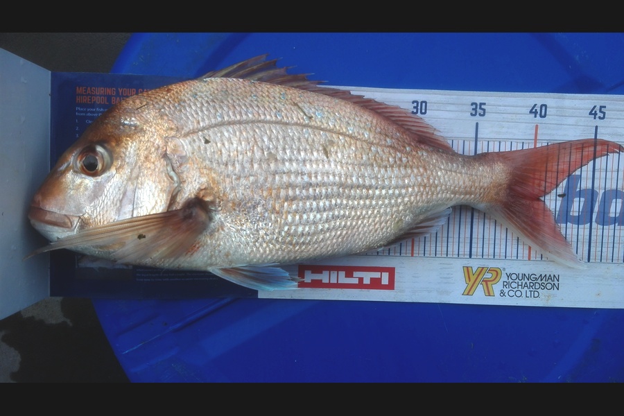 Mathew Goodall caught this 40.0cm Snapper at Firth of Thames during The Export NZ Fishing Competition