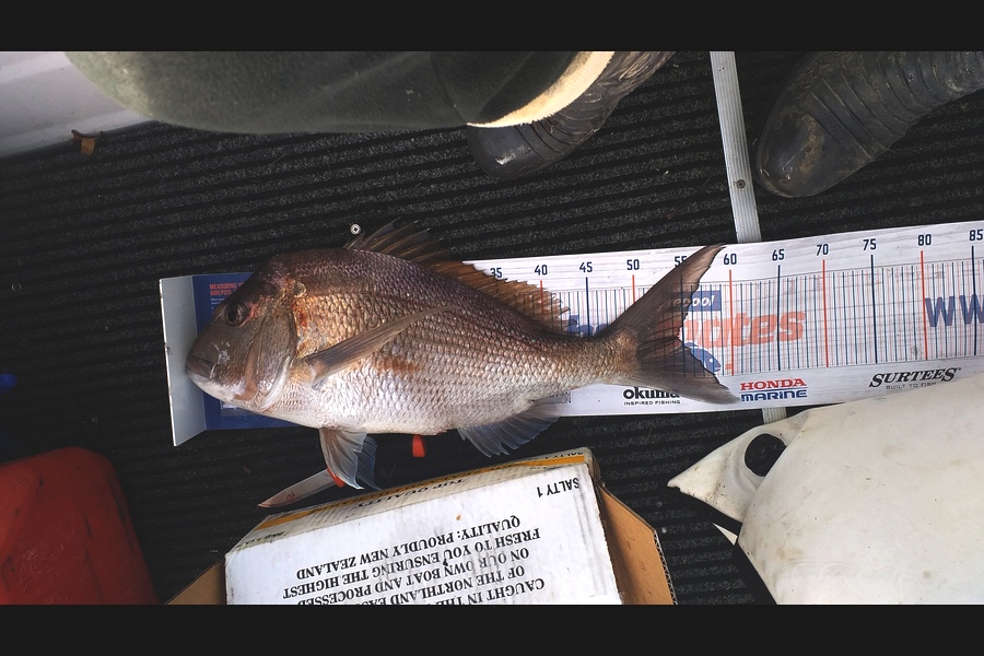 Logan Booler caught this 54.5cm Snapper at Tiritiri Matangi during The Export NZ Fishing Competition