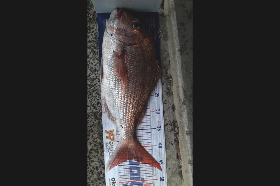 Andrew Jensen caught this 43.5cm Snapper at Tiri during The Export NZ Fishing Competition