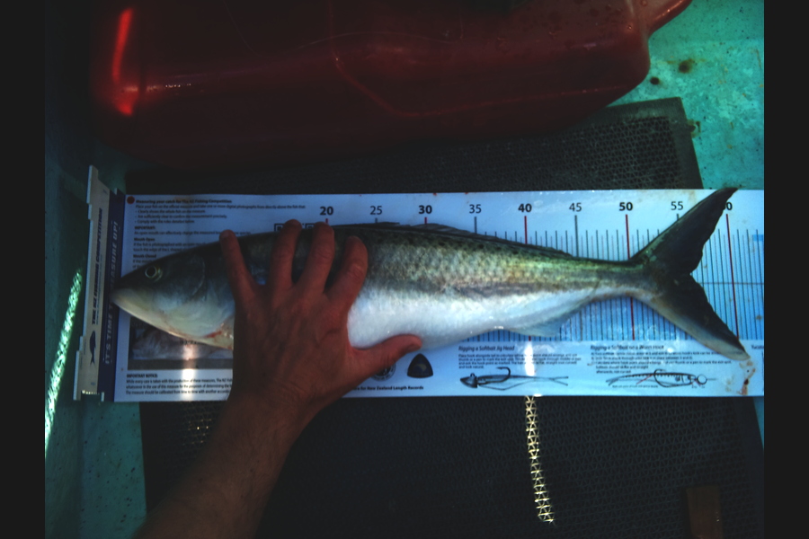 Bevan Middlebrook caught this 55.5cm Kahawai at Cape Soucis during The Export NZ Fishing Competition