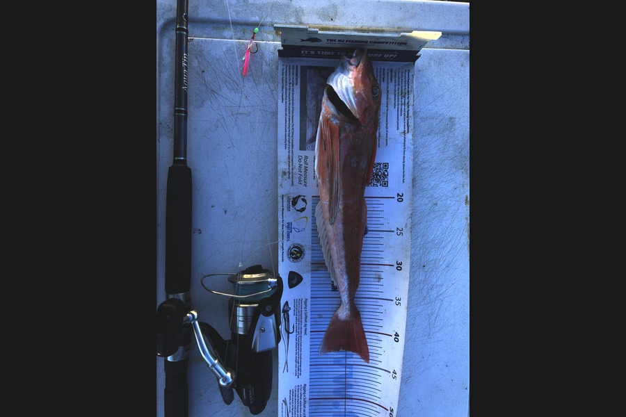 Ryan Mitchell caught this 42.5cm Gurnard at Tasman Bay  during The Export NZ Fishing Competition