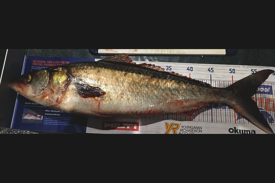 Leigh Page caught this 54.0cm Kahawai at Wellington harbour during The Export NZ Fishing Competition