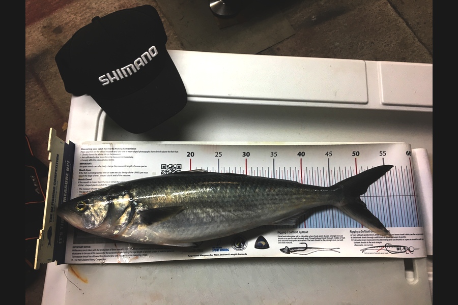 Samuel Georges caught this 49.5cm Kahawai at Mana during The Export NZ Fishing Competition