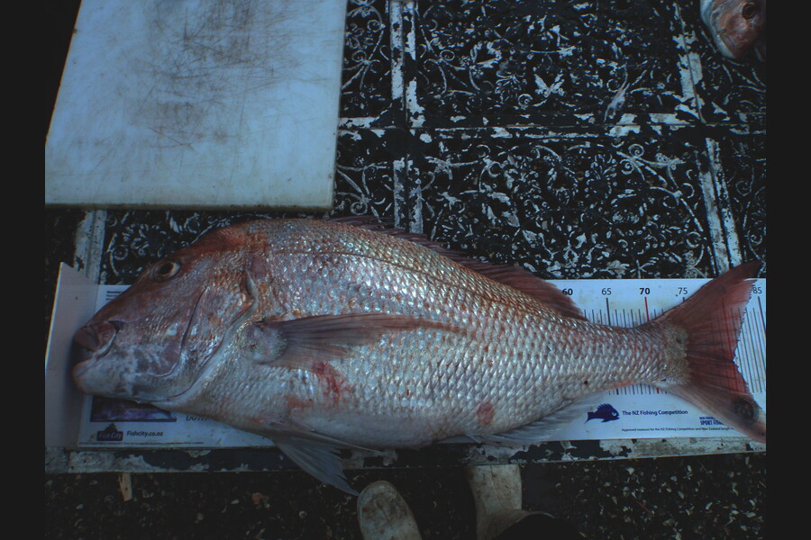 Geoff Preston caught this 80.0cm Snapper at Mokau during The Export NZ Fishing Competition