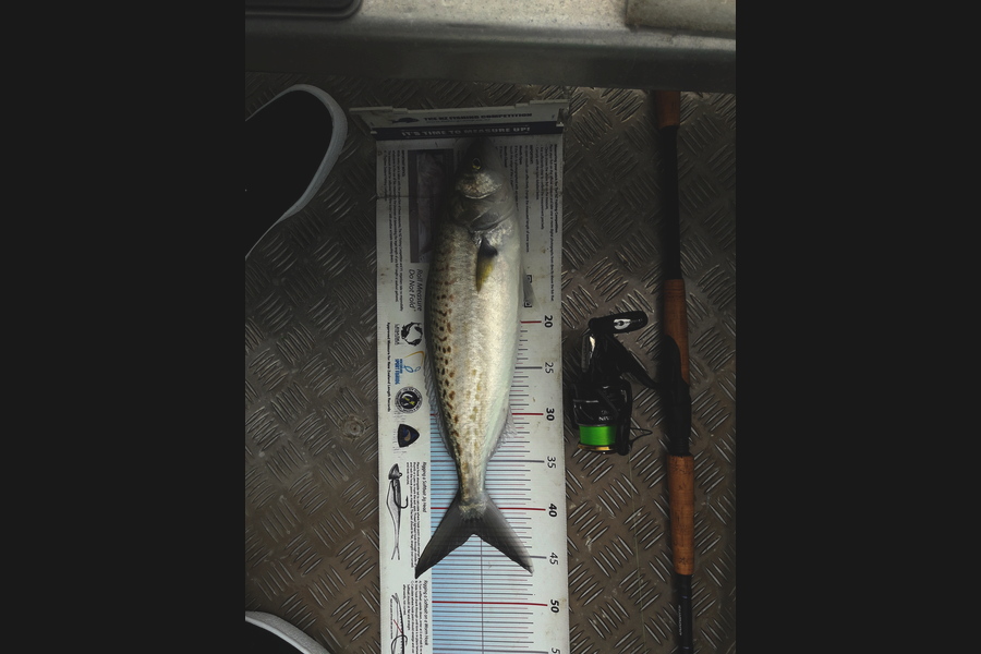 Steven Jameson caught this 41.5cm Kahawai at Ponui during The Export NZ Fishing Competition