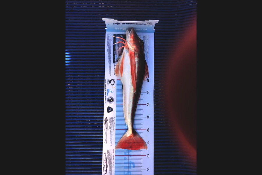 Tom Turrall caught this 46.5cm Gurnard at Kaipara during The Export NZ Fishing Competition