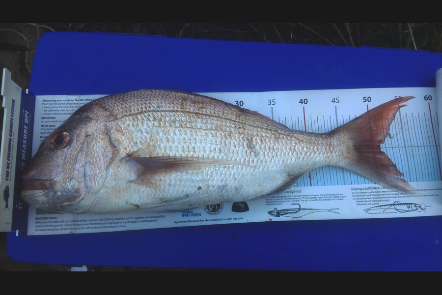 Mathew Goodall caught this 51.0cm Snapper at Firth of Thames during The Export NZ Fishing Competition