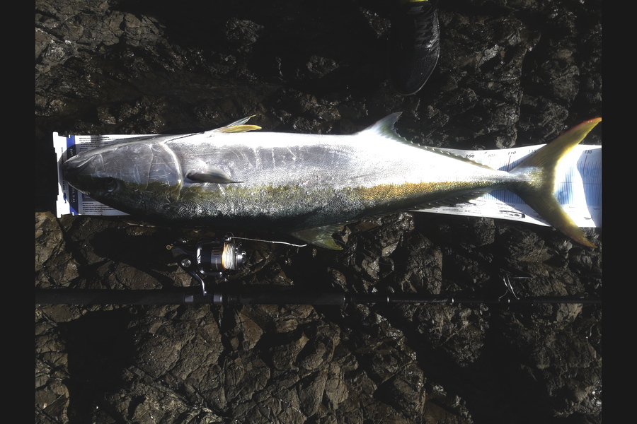 Steven Jameson caught this 122.0cm Kingfish at Yelloweye point during The Export NZ Fishing Competition