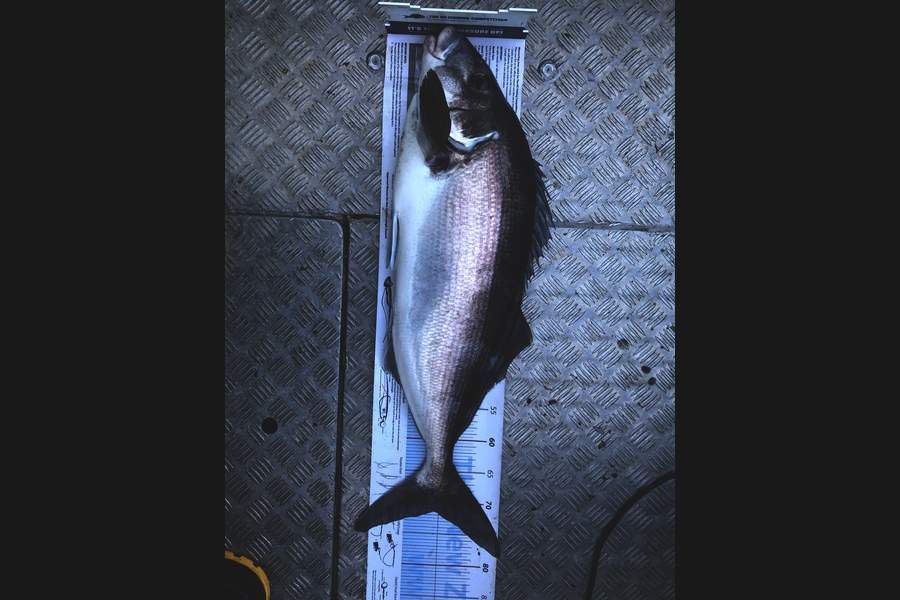 Al Read caught this 71.5cm Blue Moki at Taranaki during The Export NZ Fishing Competition