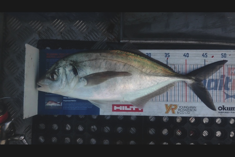 Marisa Andrews caught this 44.0cm Trevally at wellington south coast during The Export NZ Fishing Competition