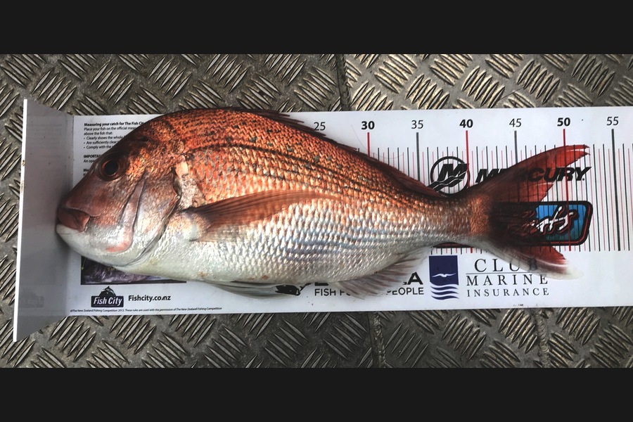 Kenneth Lim caught this 46cm Snapper at Waitemata harbour during The Export NZ Fishing Competition