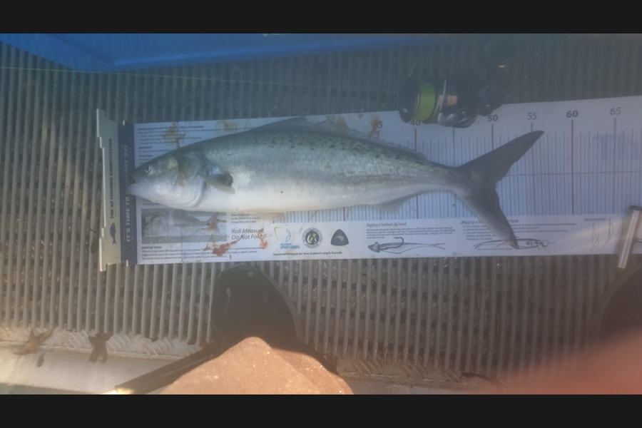 Dan Musson caught this 50.0cm Kahawai at Welly harb during The Export NZ Fishing Competition
