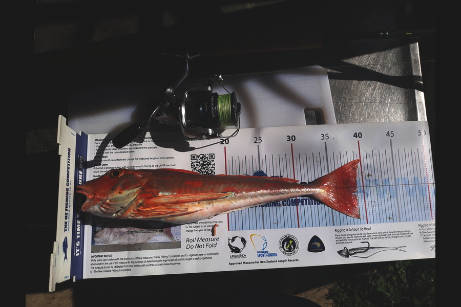Shane Reed caught this 38.0cm Gurnard at Otama during The Export NZ Fishing Competition