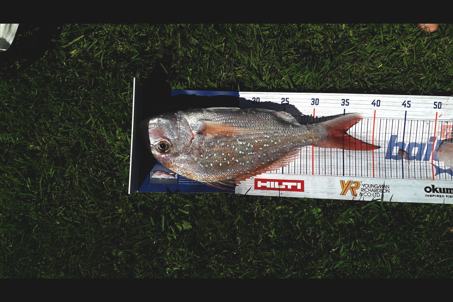 Janet Reynolds caught this 35.0cm Snapper at manawatu coast during The Export NZ Fishing Competition