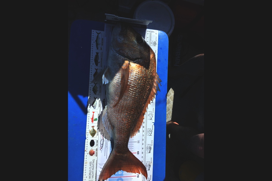 Darren Bugg caught this 67.0cm Snapper at Noises during The Export NZ Fishing Competition