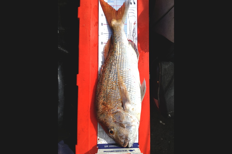 Mark  Cameron  caught this 67.5cm Snapper at Thames  during The Export NZ Fishing Competition