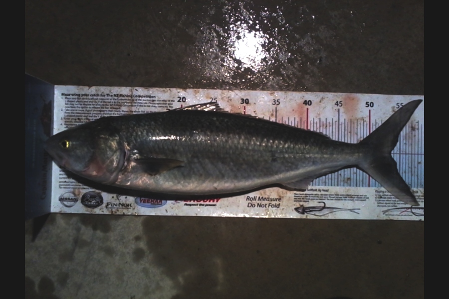 Matt Duggan caught this 53.5cm Kahawai at Marlborough during The Export NZ Fishing Competition