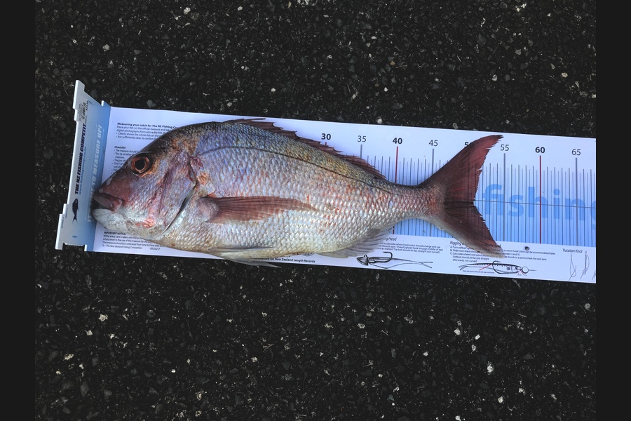 Milan Wilson caught this 50.5cm Snapper at Little barrier  during The Export NZ Fishing Competition