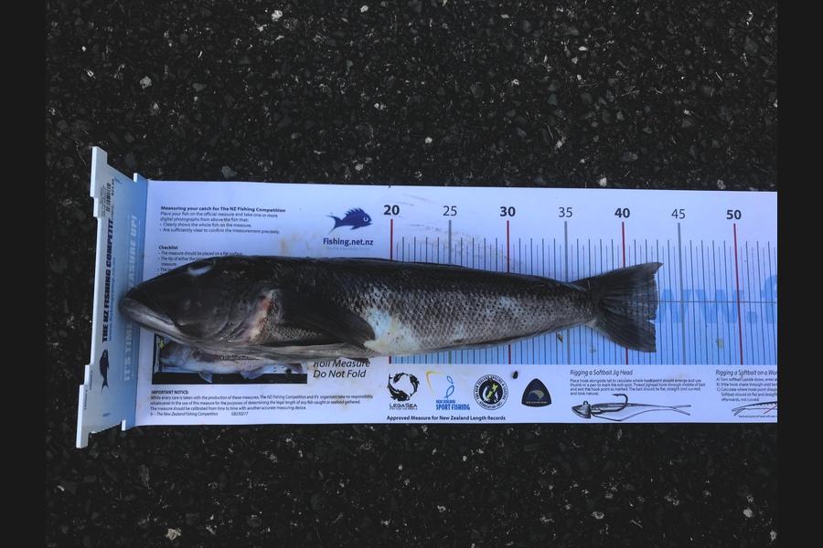 Milan Wilson caught this 41.5cm Blue Cod at Leigh during The Export NZ Fishing Competition