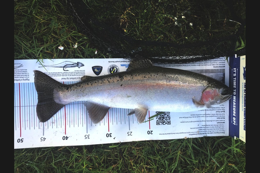Ian Pedersen caught this 46.0cm Trout at BOP during The Export NZ Fishing Competition