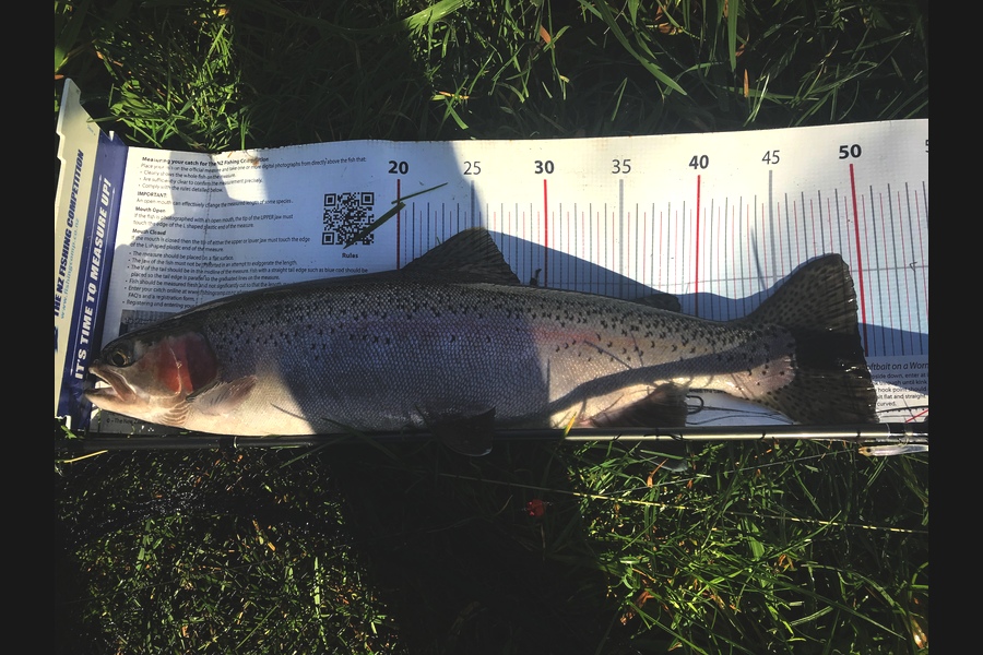 Ian Pedersen caught this 49.5cm Trout at BOP during The Export NZ Fishing Competition