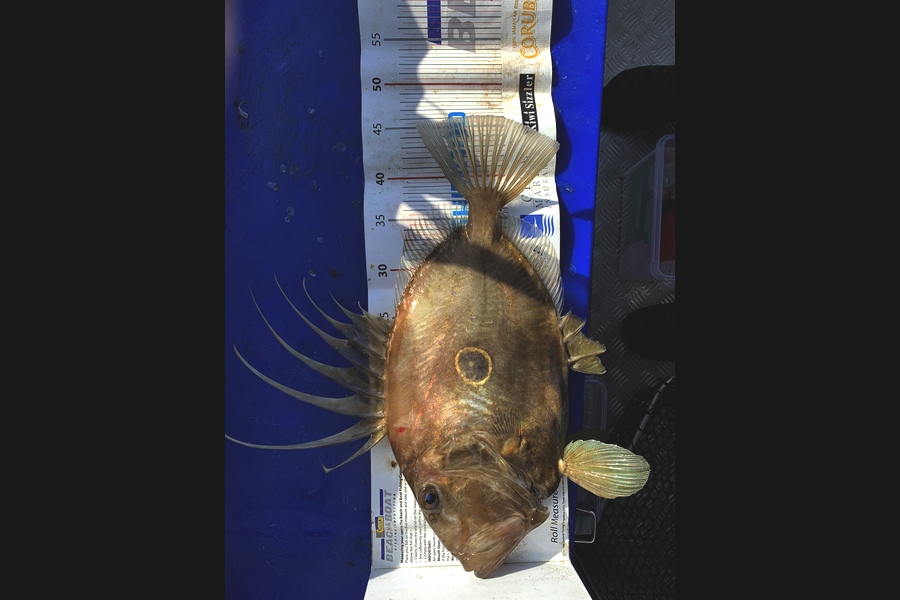 Matt Harrison caught this 46.0cm John Dory at Whangarei  during The Export NZ Fishing Competition