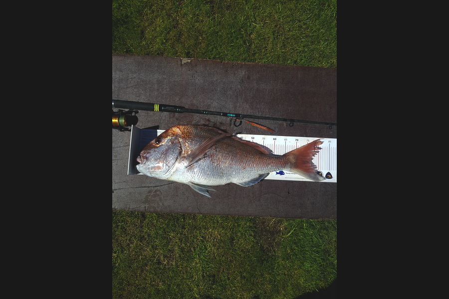 Mark Ray caught this 75cm Snapper at BOP during The Export NZ Fishing Competition