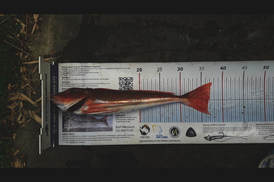 Clayton Hancock caught this 36cm Gurnard at manawatu coast during The Export NZ Fishing Competition