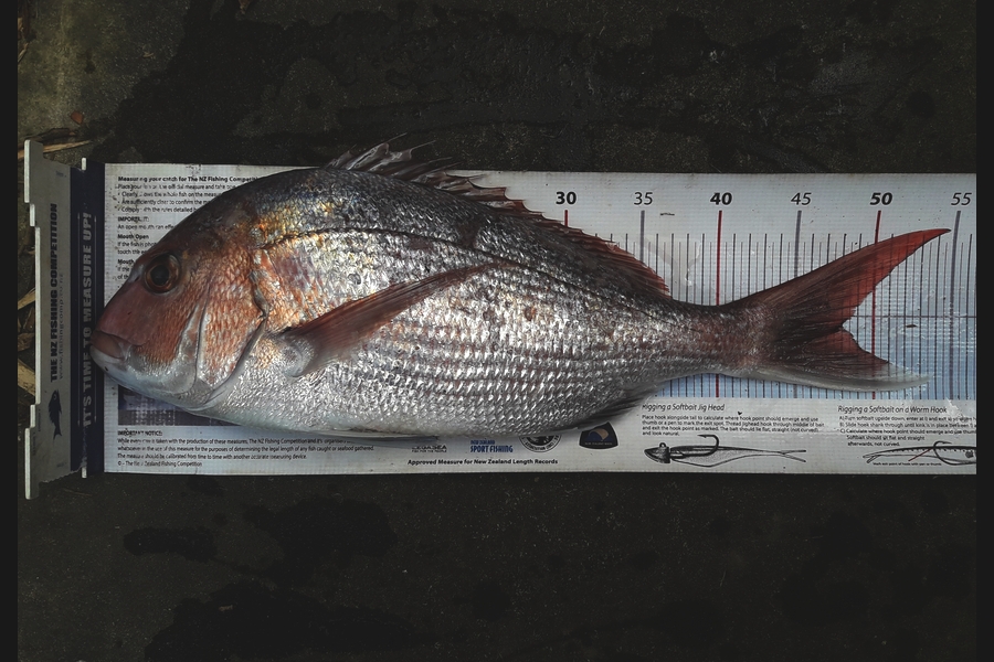 Janet Reynolds caught this 47.5cm Snapper at manawatu coast during The Export NZ Fishing Competition