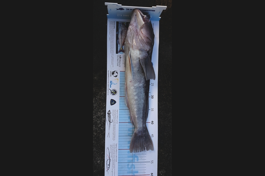 Chilton  Atherton  caught this 50.5cm Blue Cod at Patea south taranaki  during The Export NZ Fishing Competition