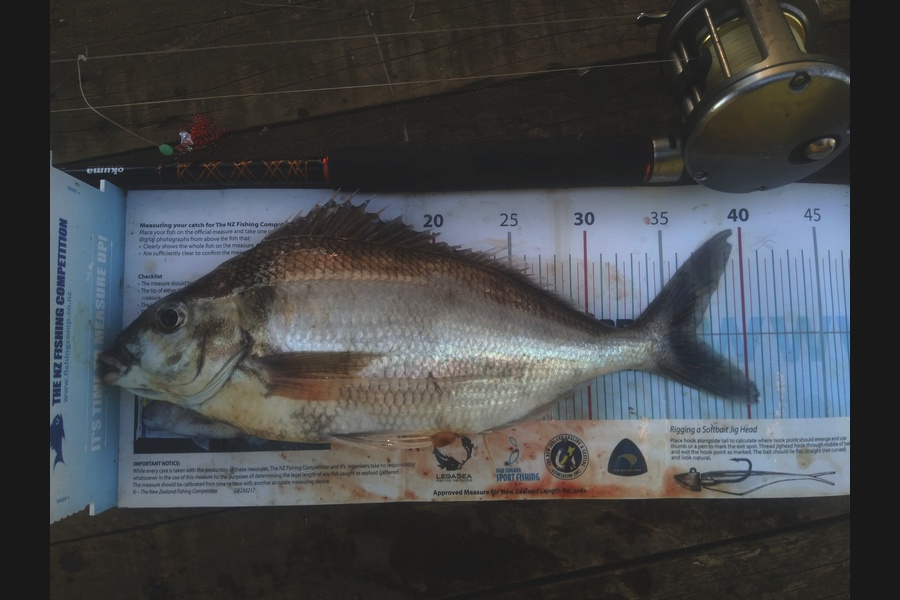 Lyle Hart caught this 36.5cm Tarakihi at BOP during The Export NZ Fishing Competition