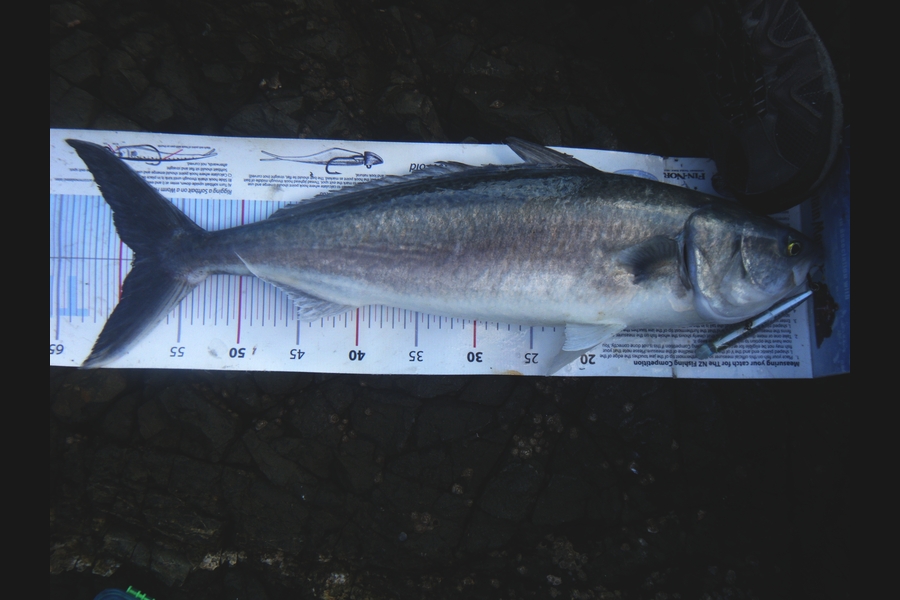 michael Jenkins caught this 58.5cm Kahawai at Rodney district during The Export NZ Fishing Competition