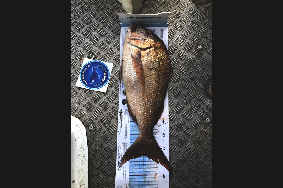 Kali Schimanski  caught this 53.0cm Snapper at Mercury islands  during The Export NZ Fishing Competition