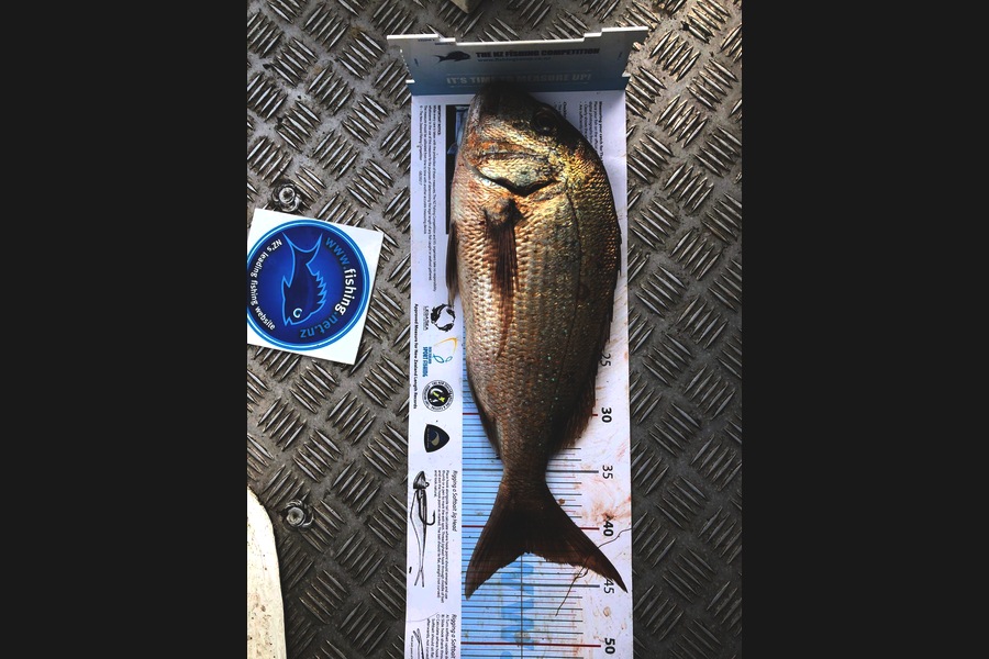 Nathan  Pickery caught this 42cm Snapper at Mercury islands  during The Export NZ Fishing Competition