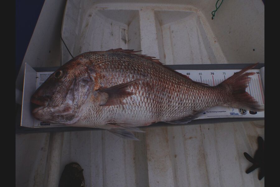 Geoff Preston caught this 83.0cm Snapper at Mokau during The Export NZ Fishing Competition