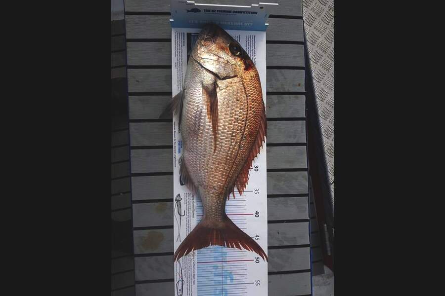 karl boielle caught this 46cm Snapper at mayor during The Export NZ Fishing Competition