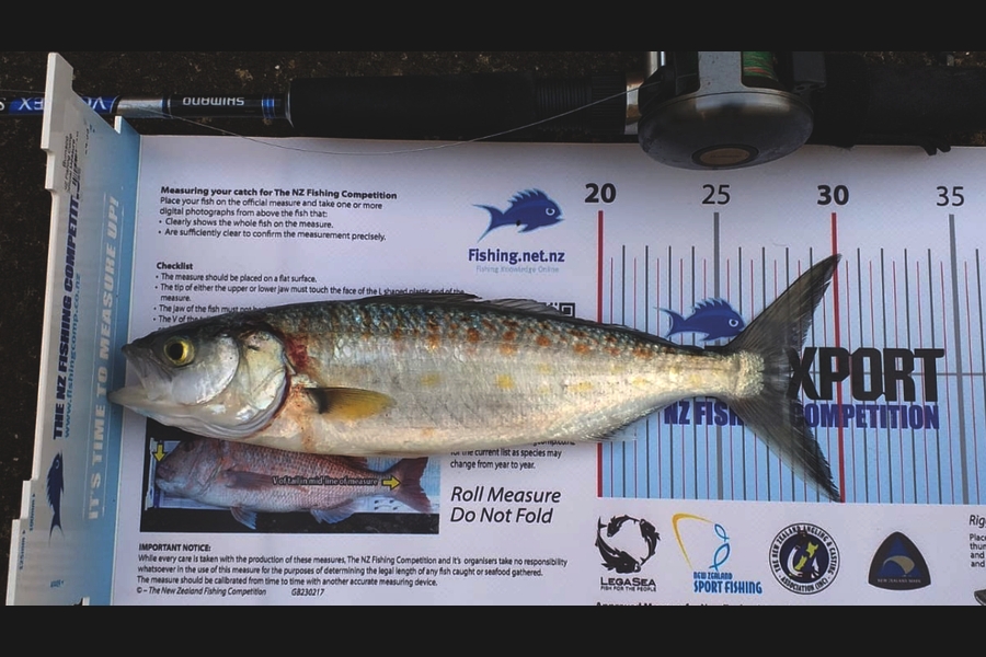 Simon Doyle caught this 28.0cm Kahawai at Auckland  during The Export NZ Fishing Competition