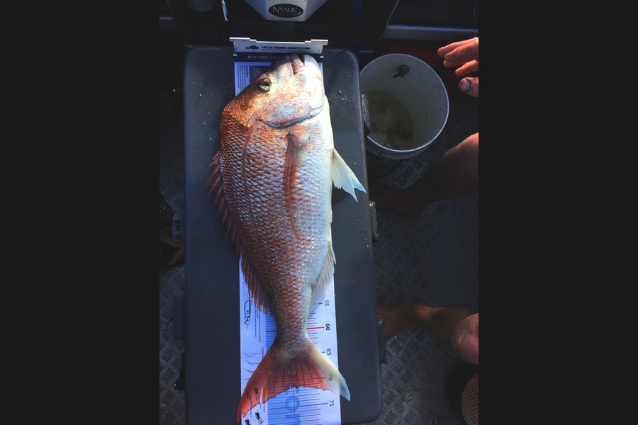 Darren Bugg caught this 71.5cm Snapper at Coromandel  during The Export NZ Fishing Competition