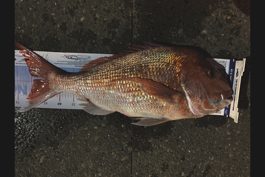Simon Browne caught this 69.0cm Snapper at Ahaaha’s  during The Export NZ Fishing Competition