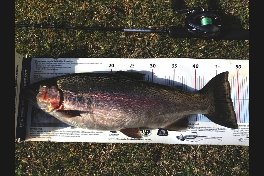 Ian Pedersen caught this 48.0cm Trout at BOP during The Export NZ Fishing Competition